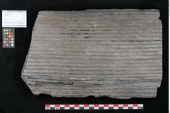 Foto (Objekt + Etikett) von Sigillaria sp.  (NHMW-GEO-2024-0188-11178)
